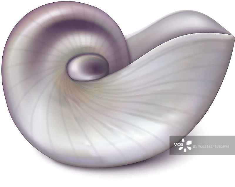鹦鹉螺贝壳图片素材