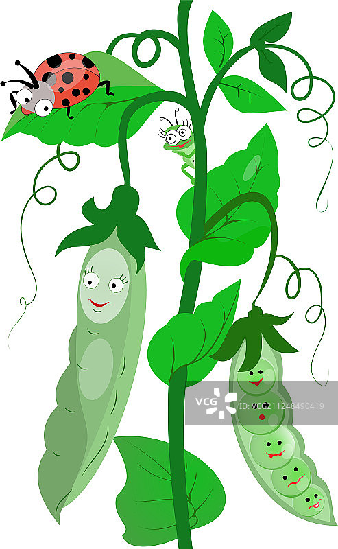 有趣的绿豌豆和瓢虫图片素材