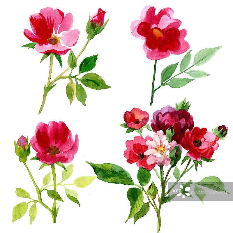 4种水彩玫瑰图片素材