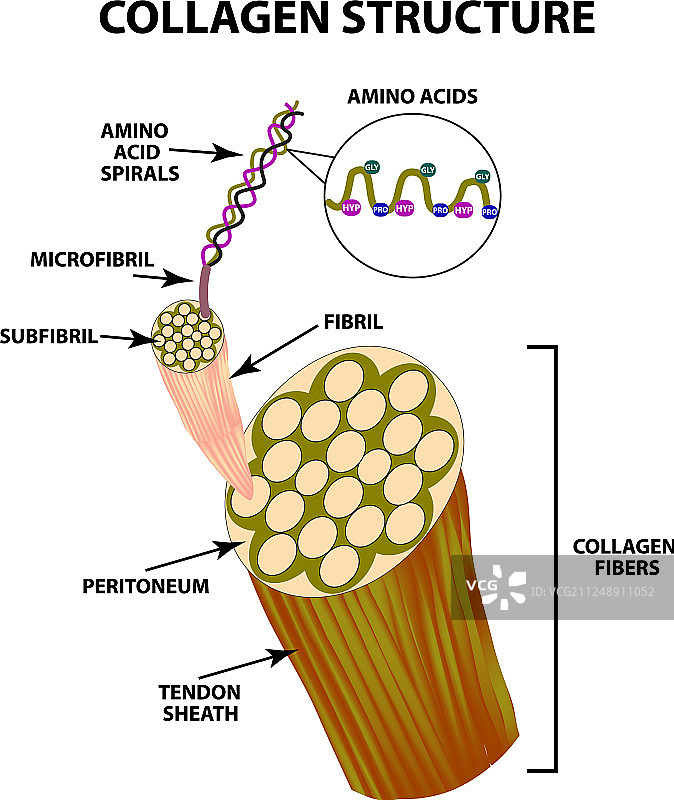 胶原蛋白结构图表图片素材