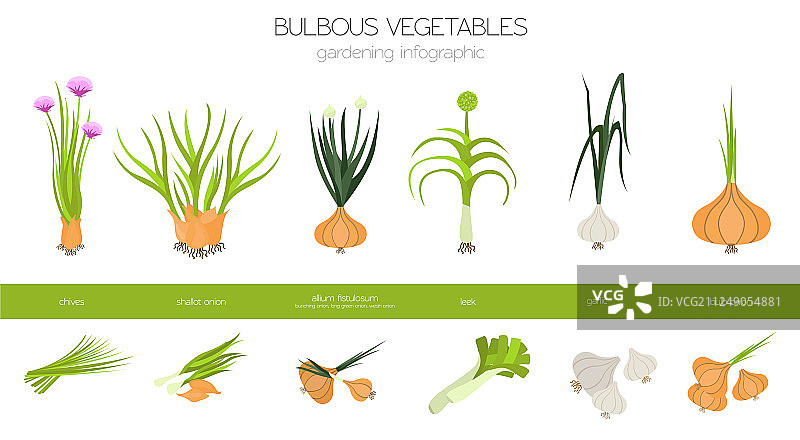球茎蔬菜，威尔士，洋葱，球茎，韭菜，葱图片素材