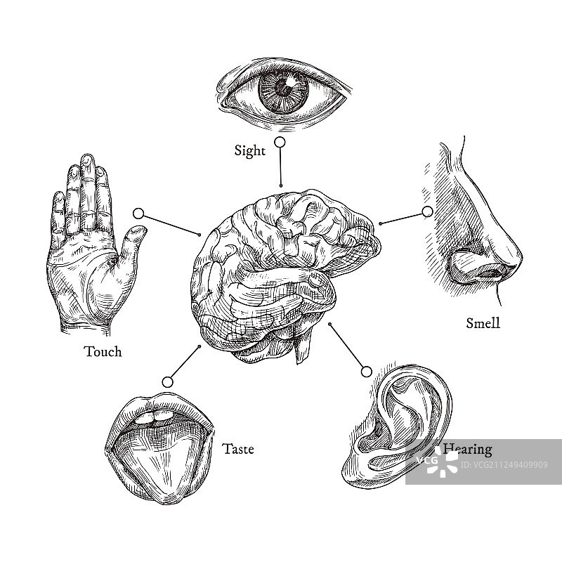 人的五种感官勾画出嘴、眼、鼻和图片素材