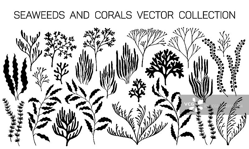 海藻和珊瑚礁水下计划图片素材