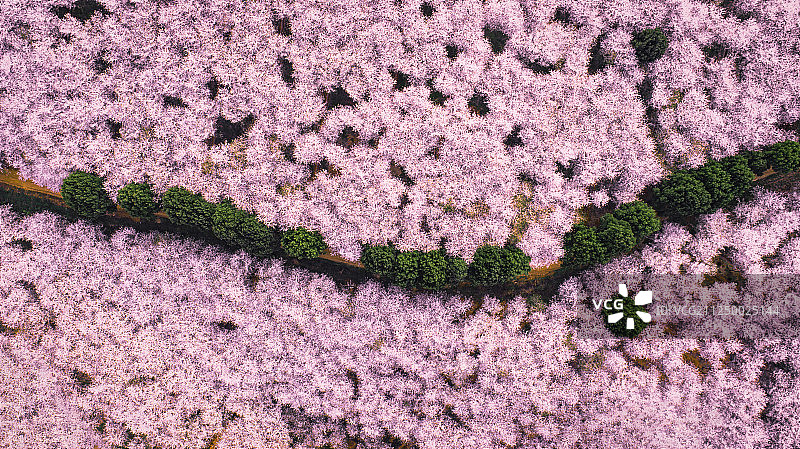 航拍农场里的樱花园图片素材