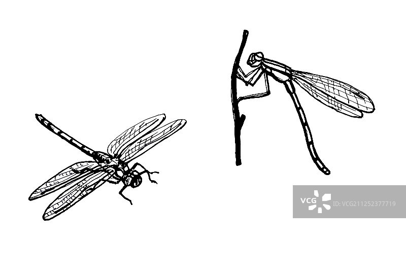 蜻蜓画线图片素材