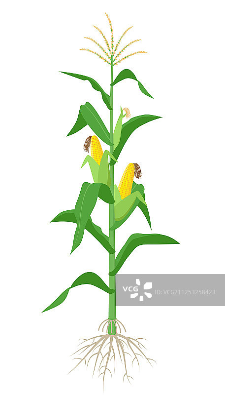在白色背景上孤立的玉米植株图片素材