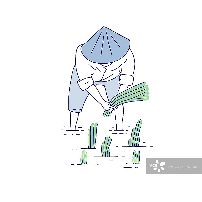 中国农民在种植水稻图片素材