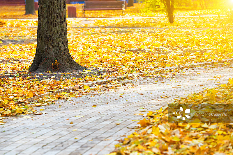 秋天城市公园的小路图片素材
