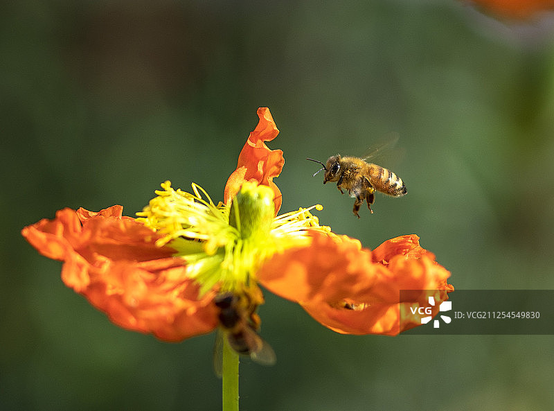 蜜蜂StoryHamilton花园图片素材