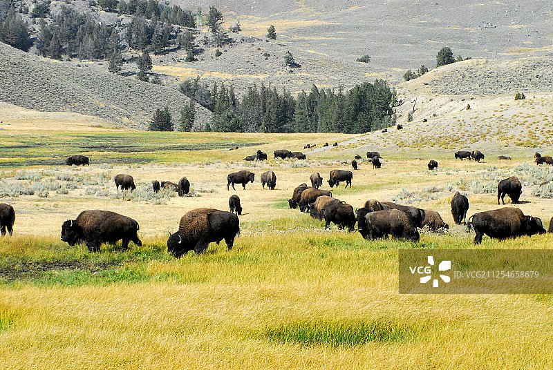 美国怀俄明州，一群在草地上吃草的野牛图片素材