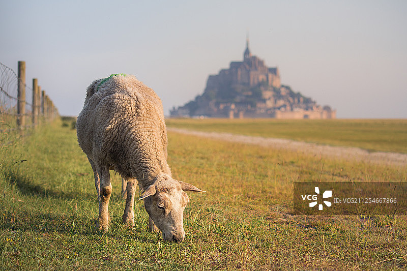 法国诺曼底，在田野上吃草的羊，背景是圣米歇尔山图片素材