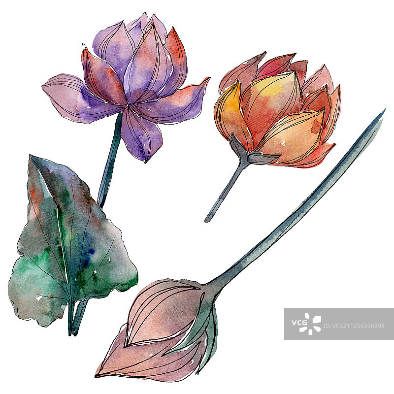荷花属植物的花。水彩背景插图集。孤立的荷花插图元素。图片素材