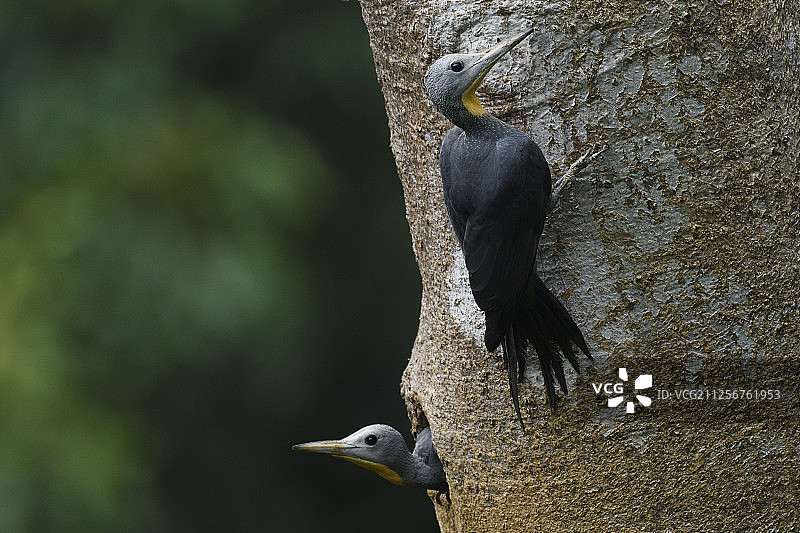 中国云南省德宏州通璧关自然保护区大板状啄木鸟图片素材