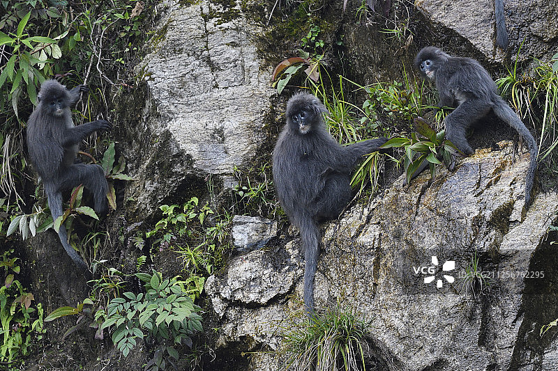 中国云南省德宏州贺新昌森林保护区，叶猴或叶猴坐在一块岩石上图片素材