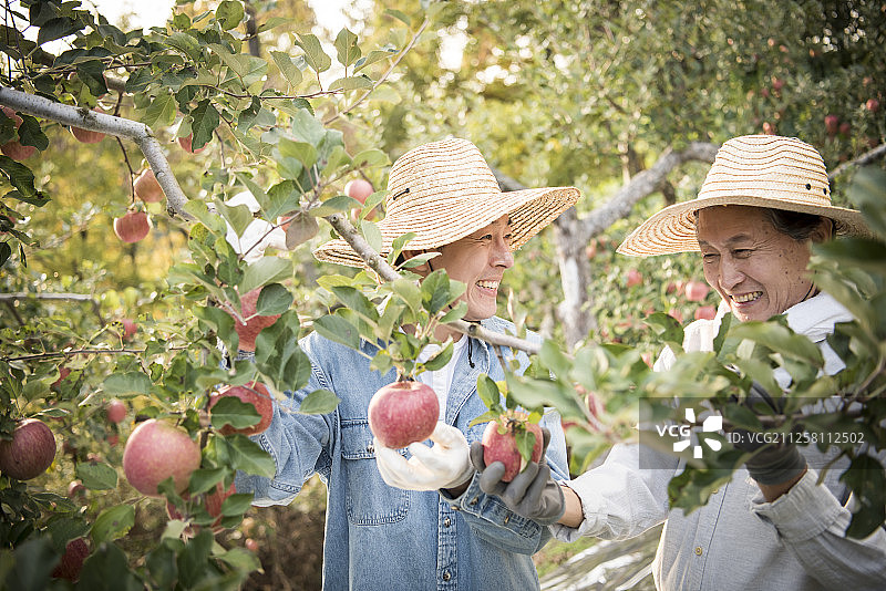 父子在果园摘苹果的照片图片素材