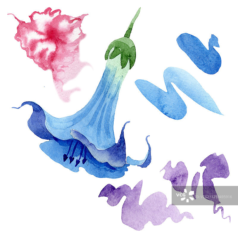 蓝色的蔷薇属植物花。水彩背景设置。孤立的茄子插图元素。图片素材