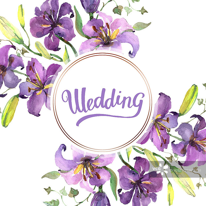 紫色的百合花束植物花。水彩背景插图集。边框装饰方形。图片素材