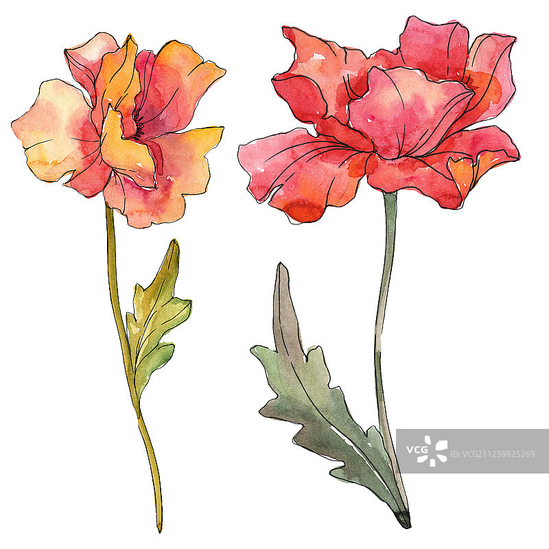 红罂粟，一种植物的花。水彩背景插图集。孤立的罂粟插图元素。图片素材