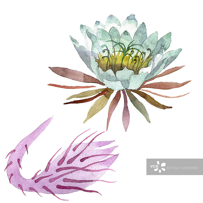 白色的附生尖瓣植物花。水彩背景设置。孤立的仙人掌插图元素。图片素材
