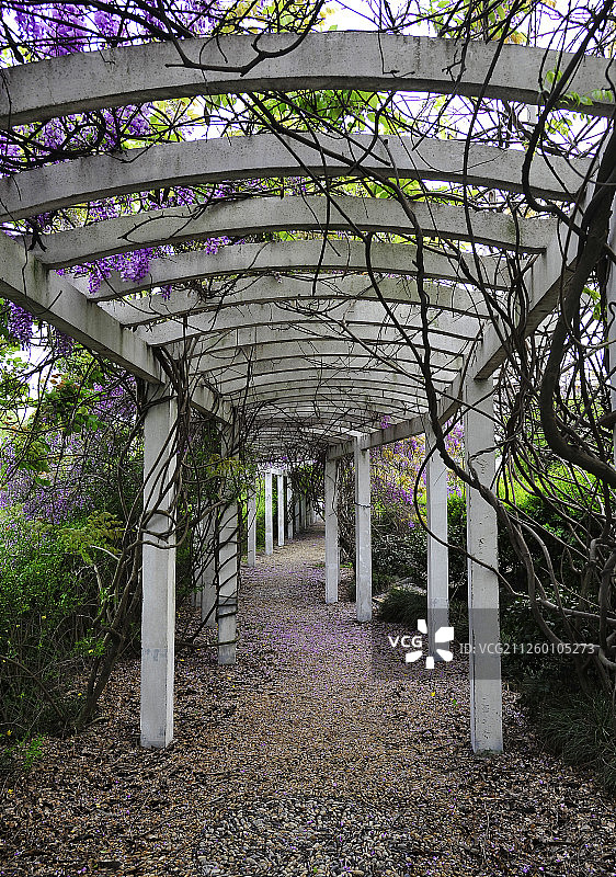 紫藤长廊春季风光图片素材