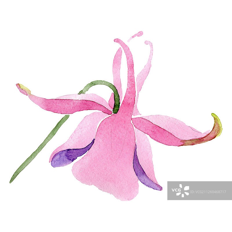 花属植物的红色水仙花。水彩背景插图集。孤立的aquilegia插图元素。图片素材