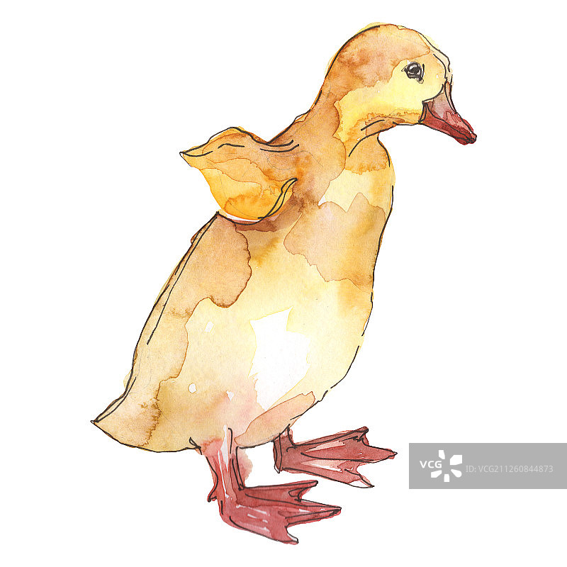 小鸭子农场动物隔离。水彩背景插图集。孤立的鸭子插图元素。图片素材
