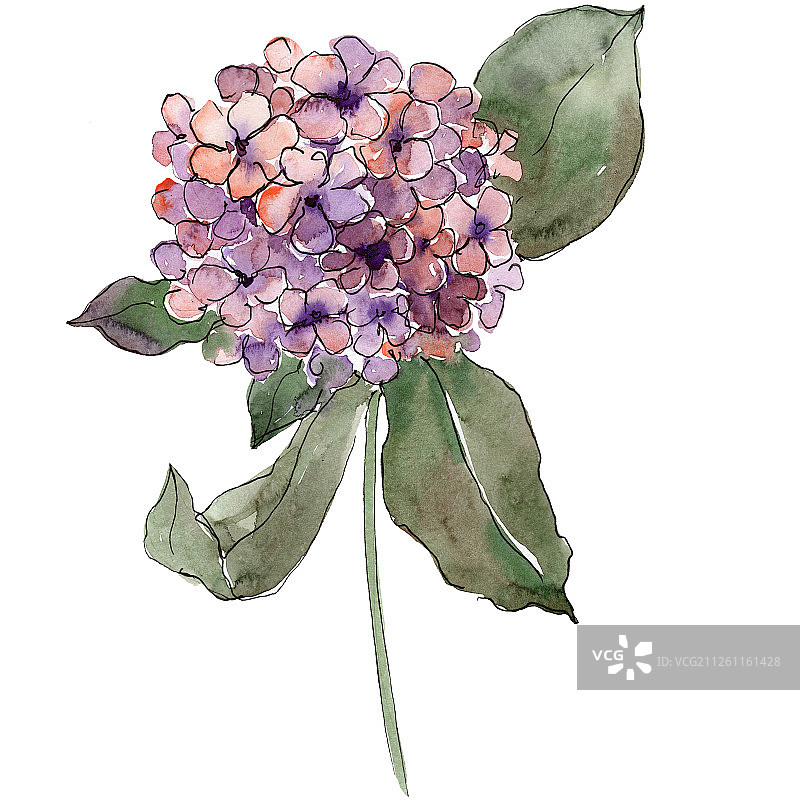 紫色的绣球花，叶子是绿色的。孤立的绣球花插图元素。水彩背景设置。图片素材