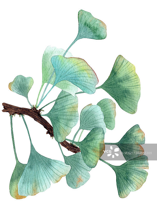 手绘水彩叶子绿植设计水彩插画图片素材