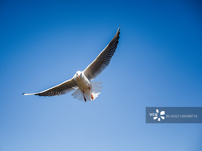 蓝天上展开翅膀飞翔的海鸥素材图片素材