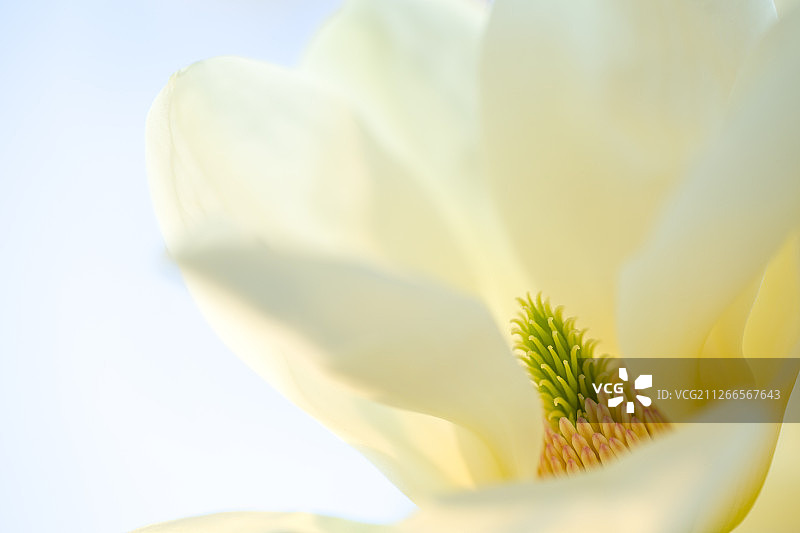 白玉兰春天花朵图片素材