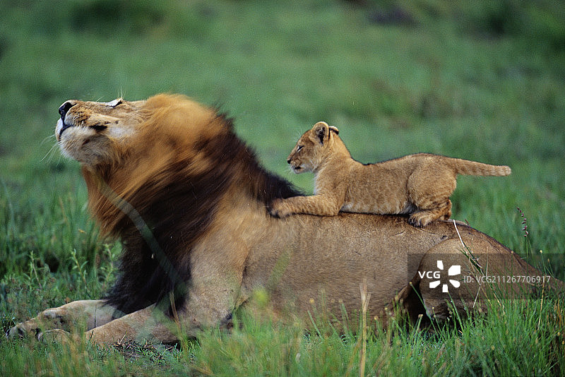狮子幼崽在成年雄狮的背上玩耍图片素材