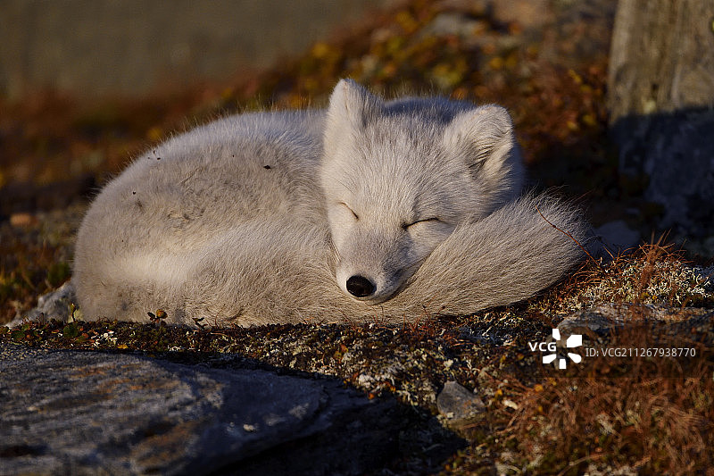 挪威Dovrefjell国家公园里的小北极狐图片素材