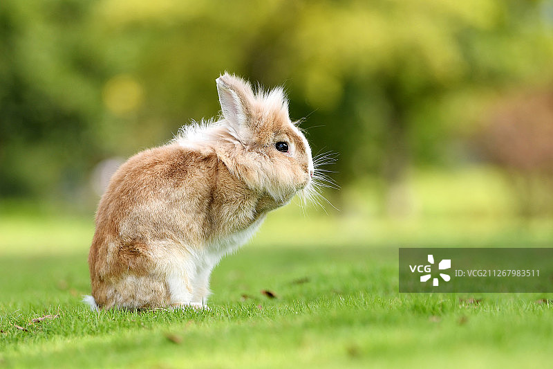 在草坪上玩耍的兔子图片素材