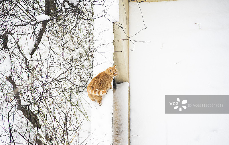 猫戏雪图片素材