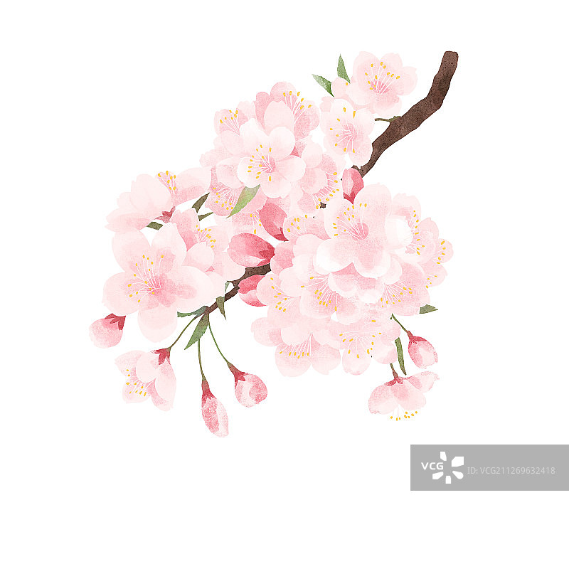 节气二月雨水盛开的樱花插画图片素材