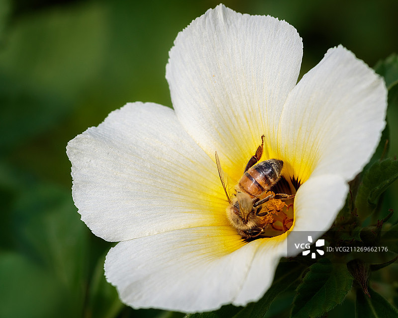 采自古巴毛茛花粉的蜜蜂的特写图片素材