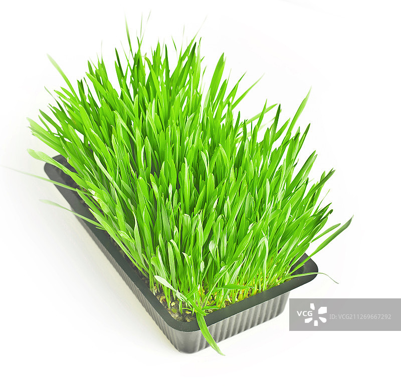 工作室拍摄的亮绿色的草盆栽在白色的背景图片素材