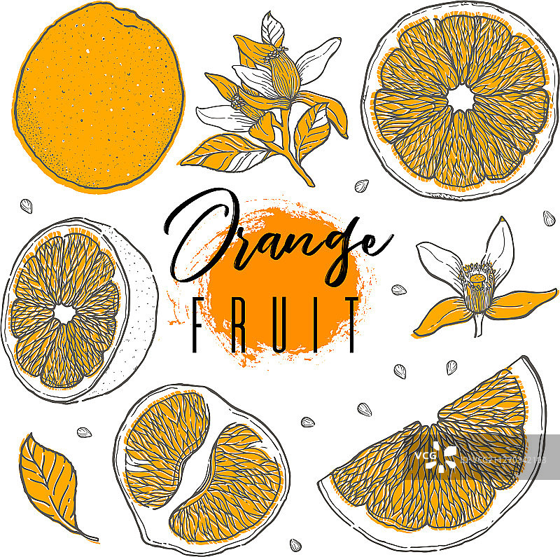 手绘美丽的橙色水果食品图片素材