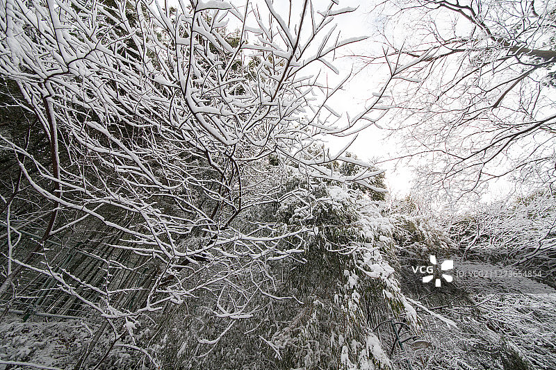 雪后的上海佘山国家森林公园图片素材