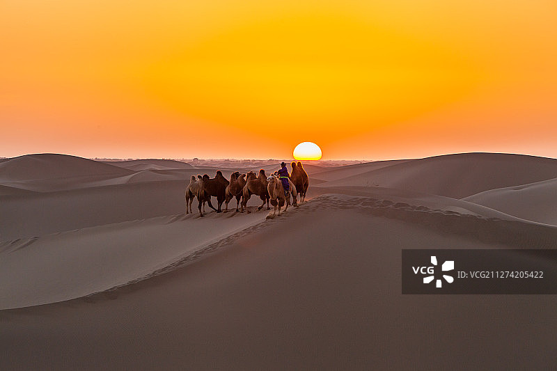 中国内蒙古阿拉善沙漠骆驼夕阳风光图片素材