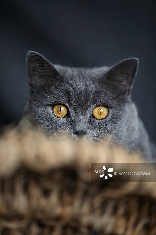英国短毛猫肖像图片素材