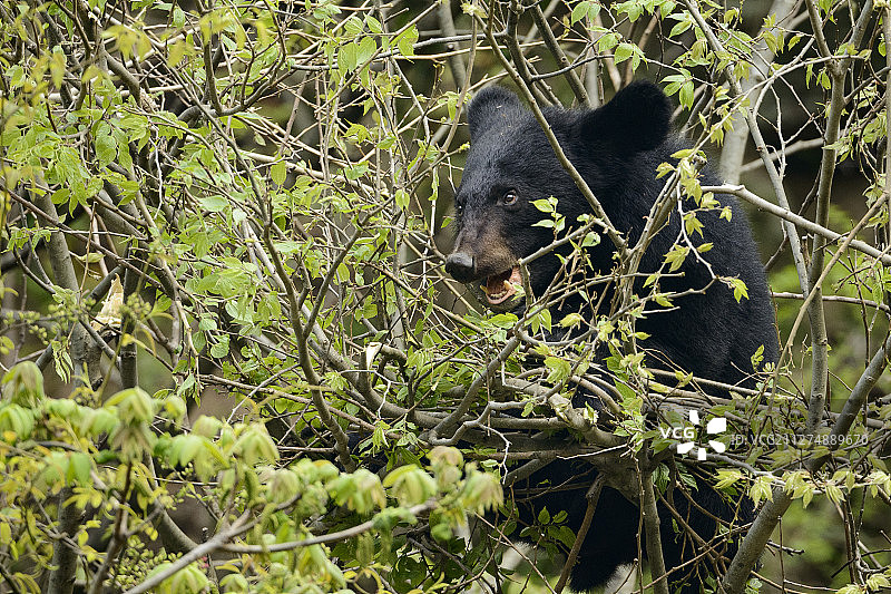 亚洲黑熊，西藏熊，唐家河自然保护区，四川，中国图片素材