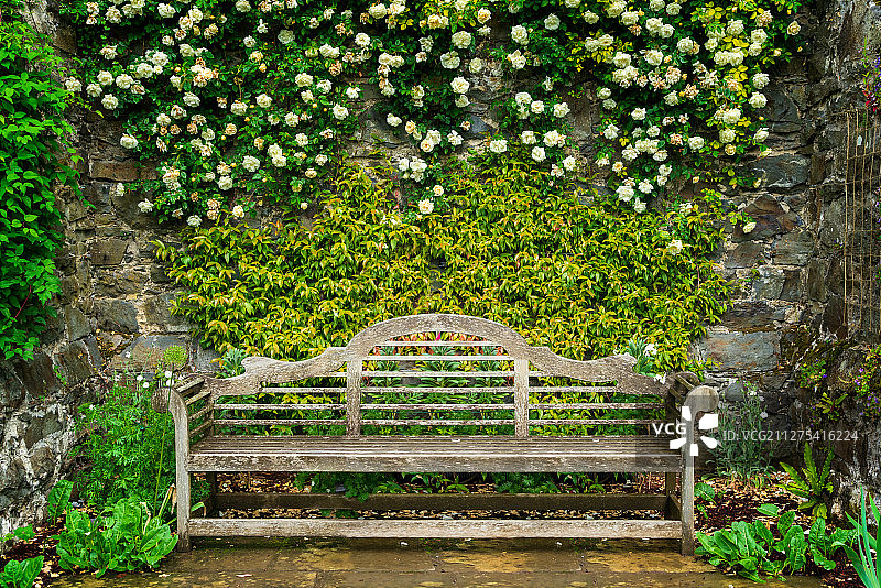 夏天欧洲英国北威尔士博德南特花园蔷薇花墙和木椅园林景观图片素材