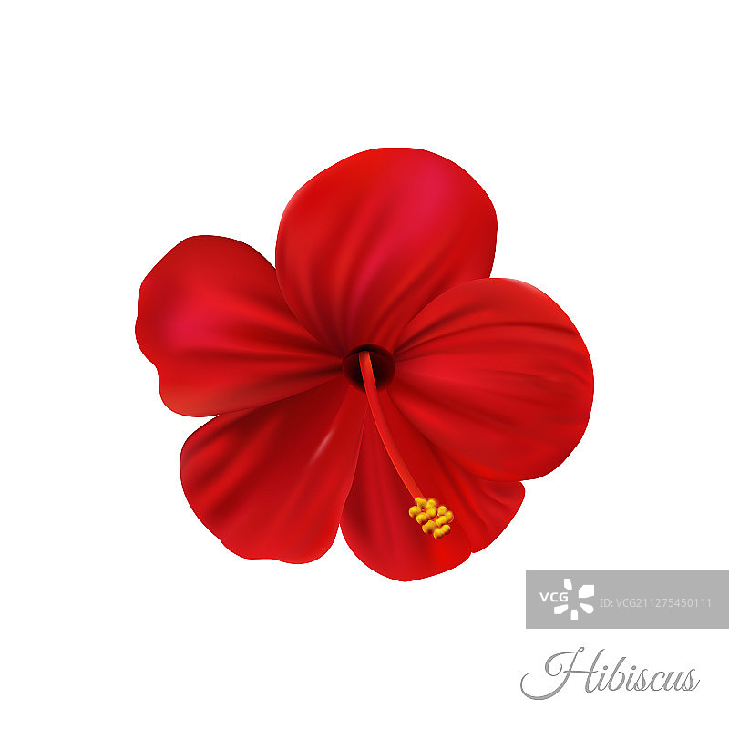 红色的木槿花，绝妙的夏威夷玫瑰图片素材