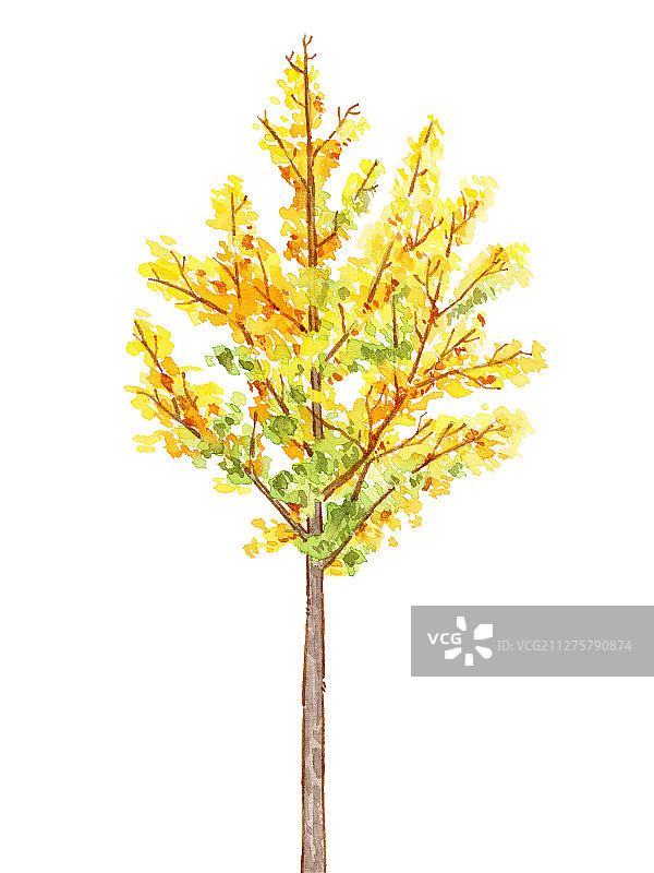 手绘钢笔淡彩秋季树木植物图片素材