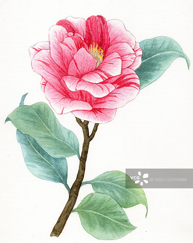 手绘水彩茶花植物花卉插画图片素材