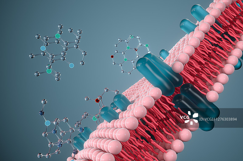细胞膜磷脂双分子层与化学分子 三维渲染图片素材