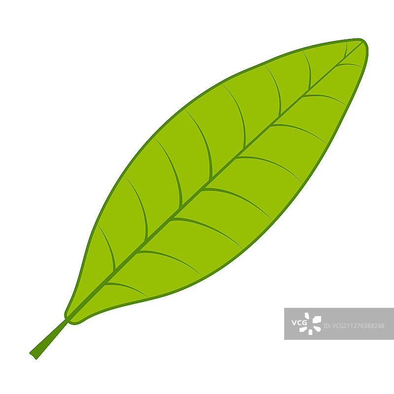 茶叶绿叶，茶树叶子上白图片素材