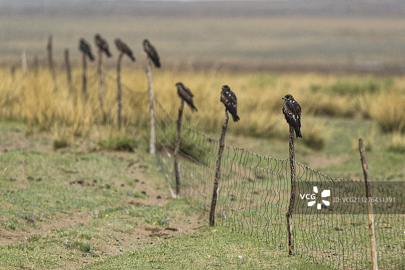 Some Black-eared Kite, Milvus lineatus, Inner Mongolia, China 围篱上的黑耳鸢，内蒙古中部，中国。图片素材