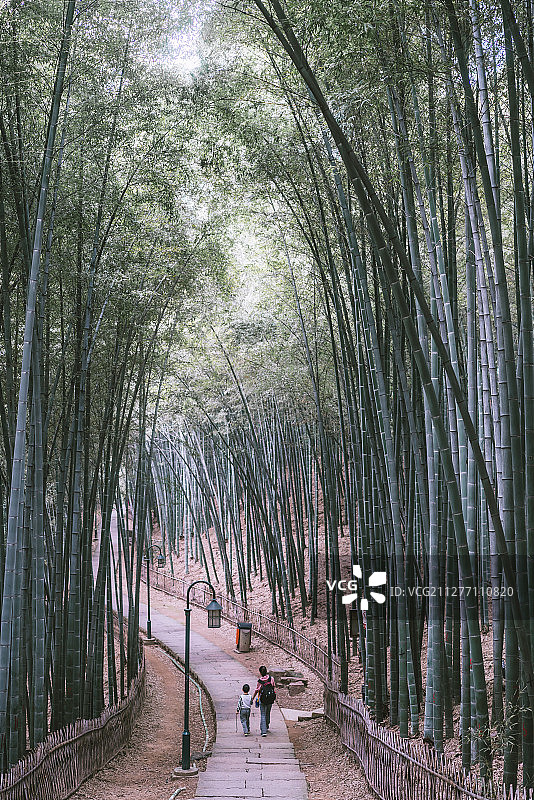 竹林漫步图片素材